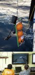 「江戸っ子1号」は毎秒１mの速さで垂直に沈み、水深8000mの日本海溝に到達。仕掛けた餌に群がる深海魚の姿が、鮮明な映像で確認できた