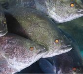 日本三大怪魚のアカメの飼育数は日本一。赤い目をした魚の群泳は見応えあり