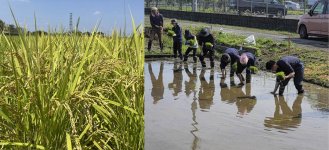 土壌改良材を活用し、実証試験中の水稲。従業員たちとともに田植え体験も行う
