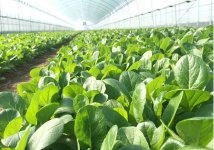 ビニールハウス内で育つベビーリーフ。IoTを導入し、水やりや換気などが自動化され、高い品質に育つ