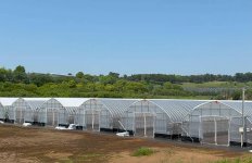 同社のビニールハウス。熊本県内だけでも約500棟ある