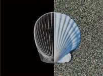 バイオミミクリー（生物模倣）の手法でホタテの貝殻の構造をデザインに取り入れ、強度を約33％向上