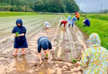 おいしいお酒をつくるためにまずは田植え
