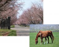 約３㎞続くエゾヤマザクラのトンネル（上）。春先親子で戯れる軽種馬のとねっこ（仔馬）