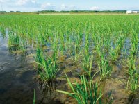 乳酸菌あきたこまち玄米の栽培では、発芽から苗床、水田、収穫前の各工程で乳酸菌を使用している