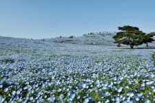 ネモフィラが咲き誇る「国営ひたち海浜公園」