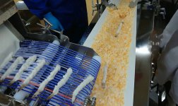 自動パン粉付け機に入る前のエビ。エビフライ用に真っすぐに加工されている