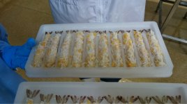 自動パン粉付け機に入った後のエビ。パン粉を合理的に美しく、食感良く、手包みのように付けることができる