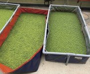 MJIITのユーグレナ社のラボで栽培される飼料、肥料として期待される藻類