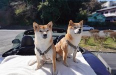 看板犬のチョビとアポの２匹も上園さんと一緒に出勤。店舗デザインやSNSのモデル、接客にと大活躍だ