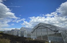 同社のビニールハウス50棟では、採種するためにさまざまなタマネギが育てられている