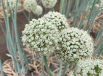 ビニールハウス内のネギ坊主。タマネギが育ったもので、ネギ坊主は花の集まり。これから採種する