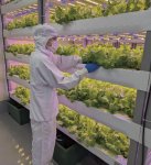 農薬不使用・完全閉鎖型の植物工場。LEDで育つレタスは、天候に左右されず年間を通じて安定的に収穫できる