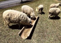 駅前に誘致した牧場で飼育しているヒツジ。エサには麦芽かすを利用