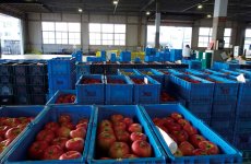 同社の市場は野菜売り場と果物売り場に分かれており、写真は果物売り場。取材時（10月）は長野県産りんごが旬を迎えていた
