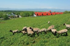 滝川市郊外にある「松尾めん羊牧場」は、徹底したトレーサビリティーと地域連携で高品質な羊肉提供を追求
（写真提供：松尾ジンギスカン）