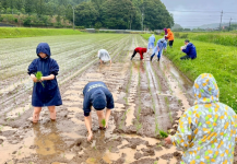 おいしいお酒をつくるためにまずは田植え